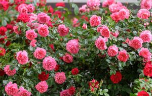 Калимагнезия обезопасит растение от различных болезней