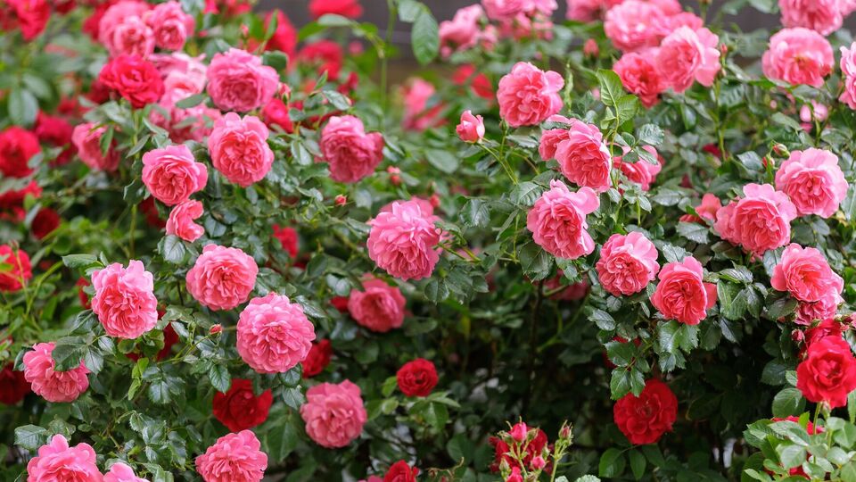 Калимагнезия обезопасит растение от различных болезней