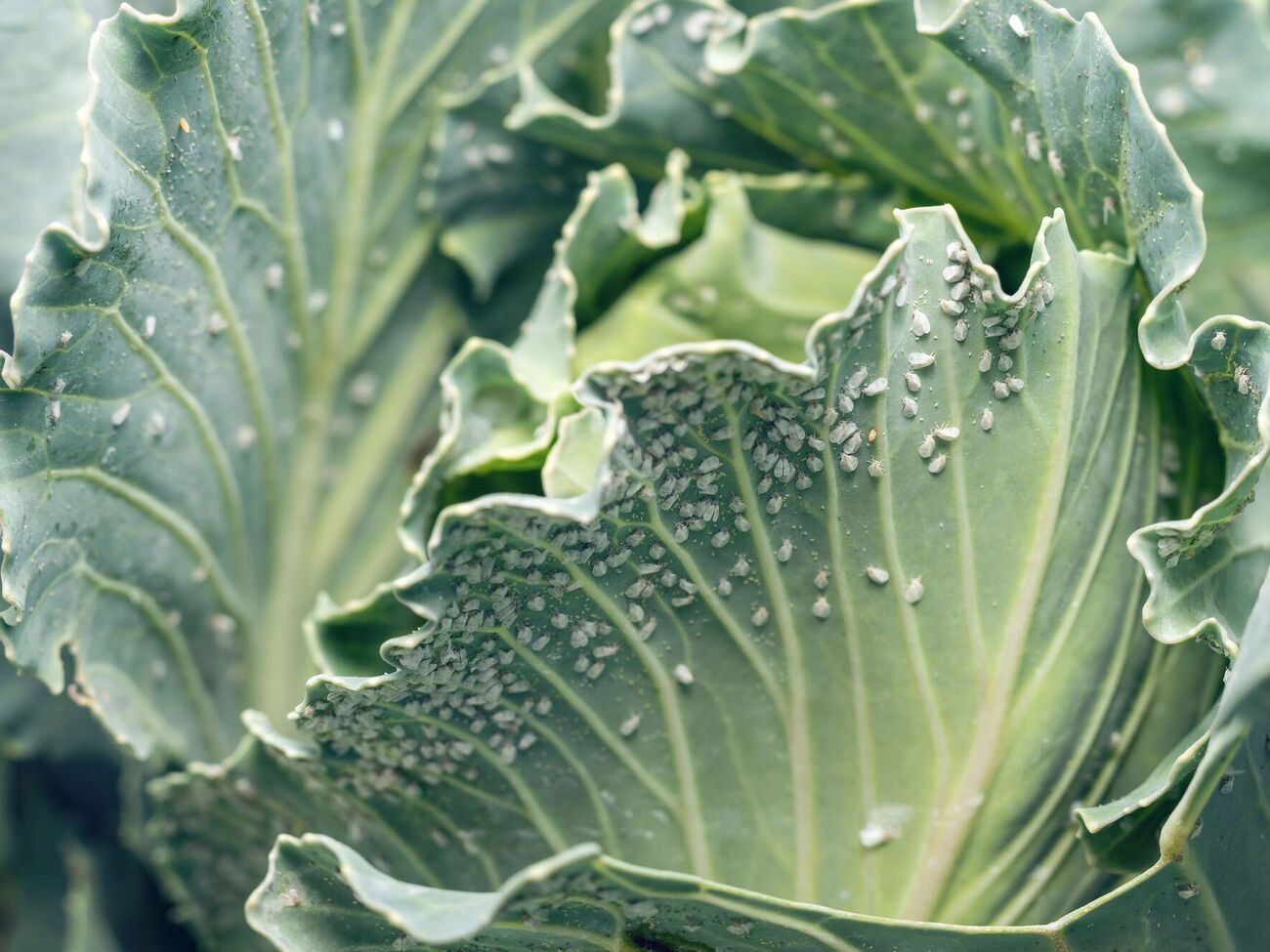 Средство подходит для обработки капусты