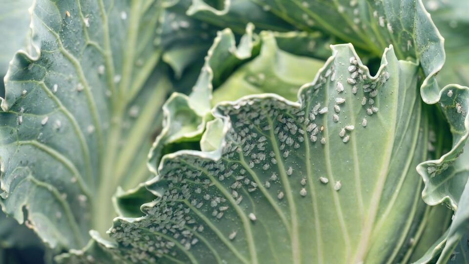 Средство подходит для обработки капусты