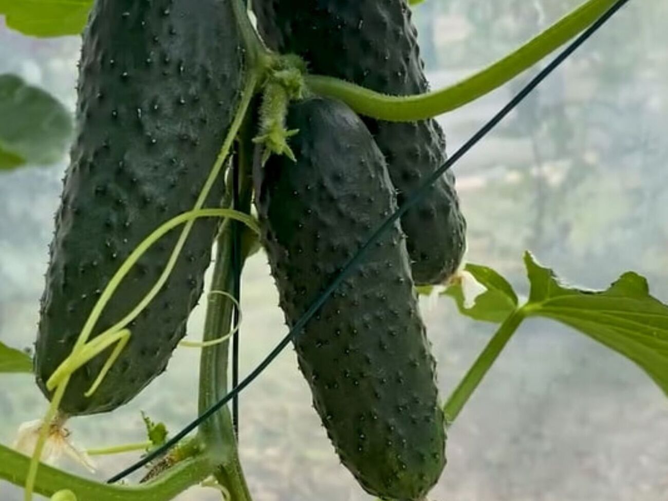 Собирать урожай нужно осторожно, нажимая пальцем на плодоножку, чтобы не повредить стебли