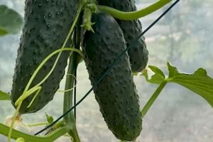 Збирати врожай потрібно обережно, натискаючи пальцем на плодоніжку, щоб не пошкодити стебла