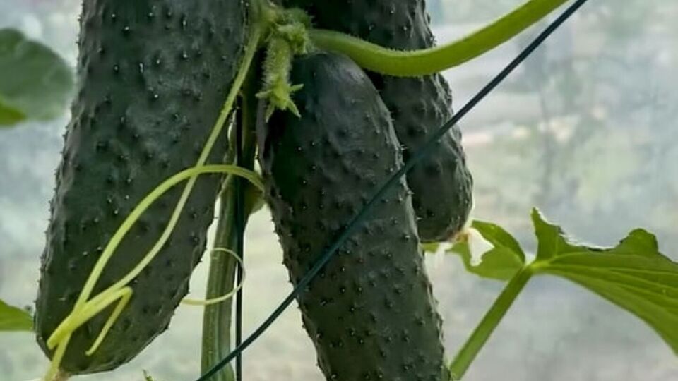 Збирати врожай потрібно обережно, натискаючи пальцем на плодоніжку, щоб не пошкодити стебла