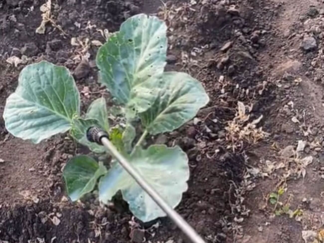 Для борьбы с белокрылкой понадобится дегтярное мыло