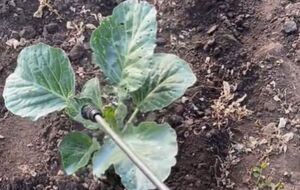 Для борьбы с белокрылкой понадобится дегтярное мыло