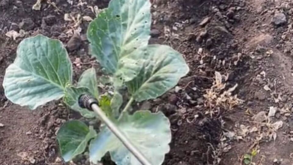 Для борьбы с белокрылкой понадобится дегтярное мыло