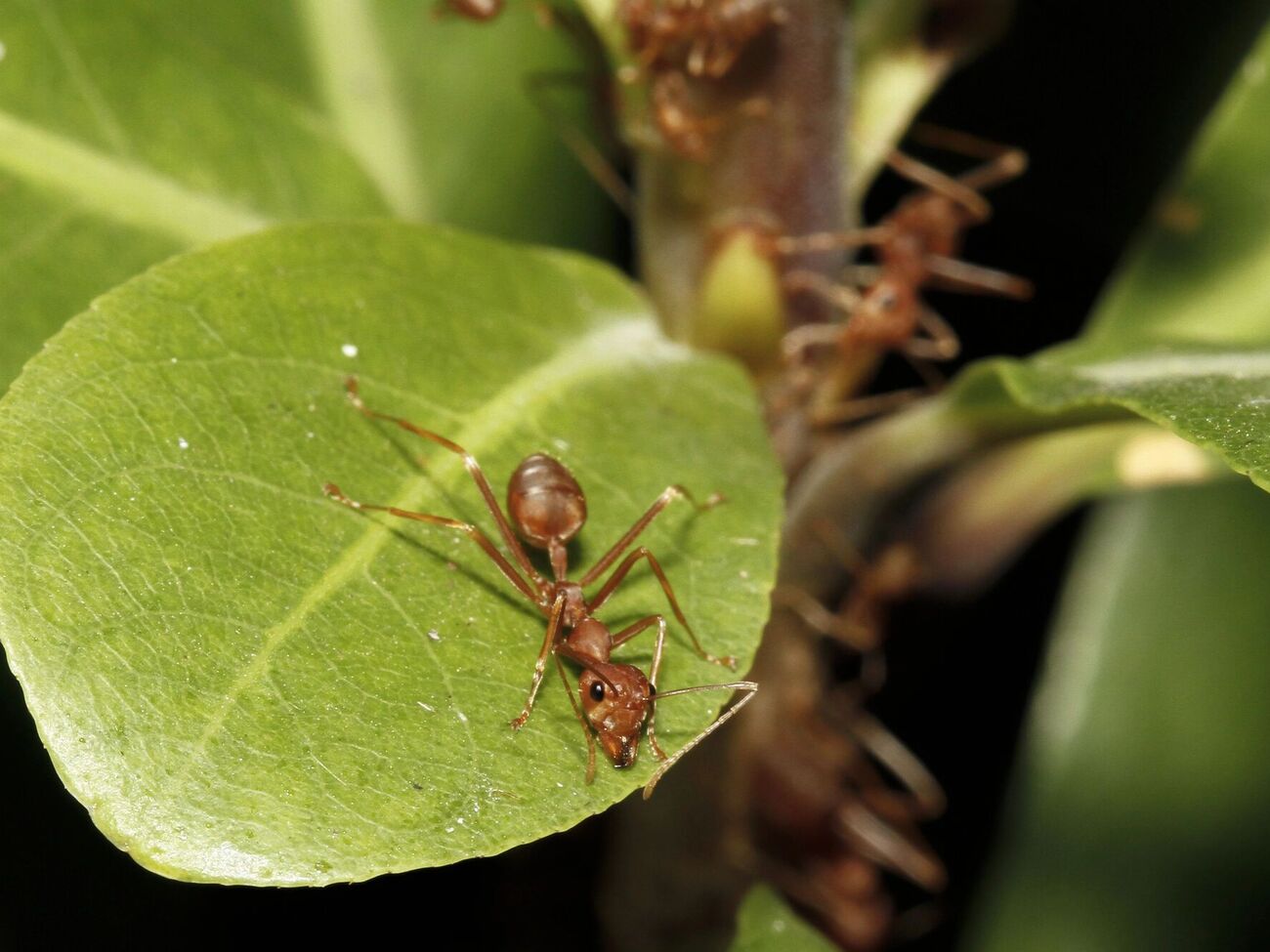 Садовые муравьи способны нанести много вреда растениям