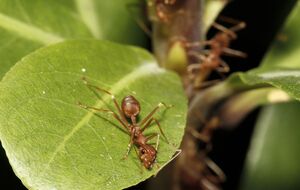 Садовые муравьи способны нанести много вреда растениям