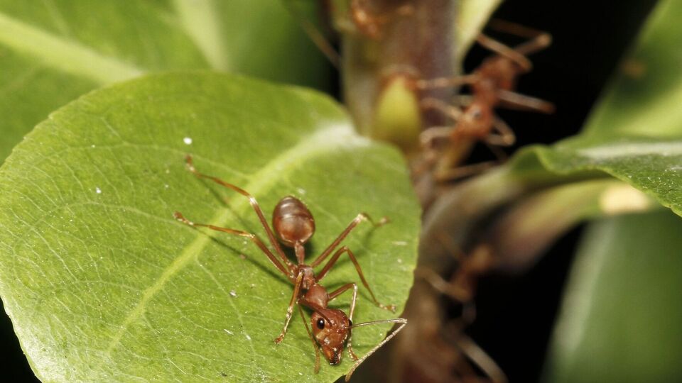 Садовые муравьи способны нанести много вреда растениям