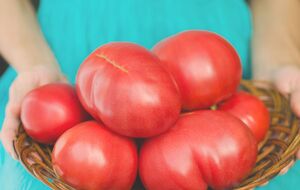 Томати на цьому добриві будуть величезними