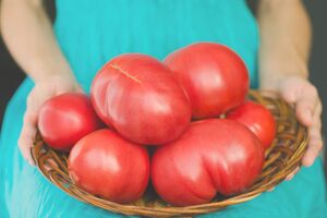 Томати на цьому добриві будуть величезними