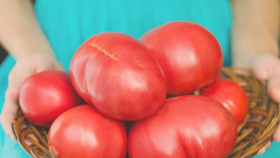 Томаты на этом удобрении будут огромными