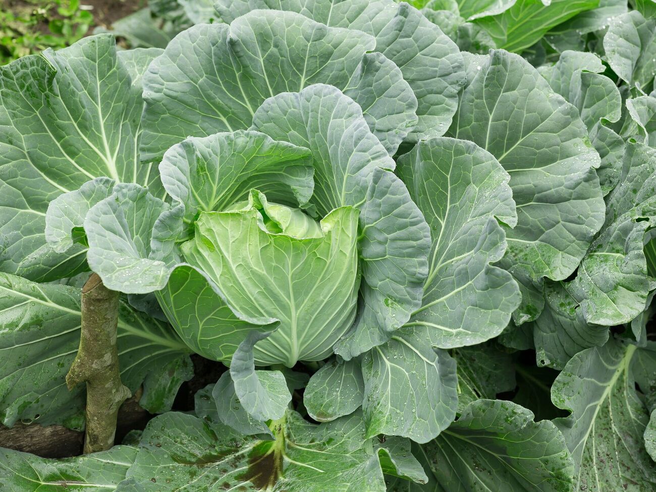 Белокрылку нужно обрабатывать в солнечный день