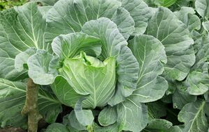 Белокрылку нужно обрабатывать в солнечный день