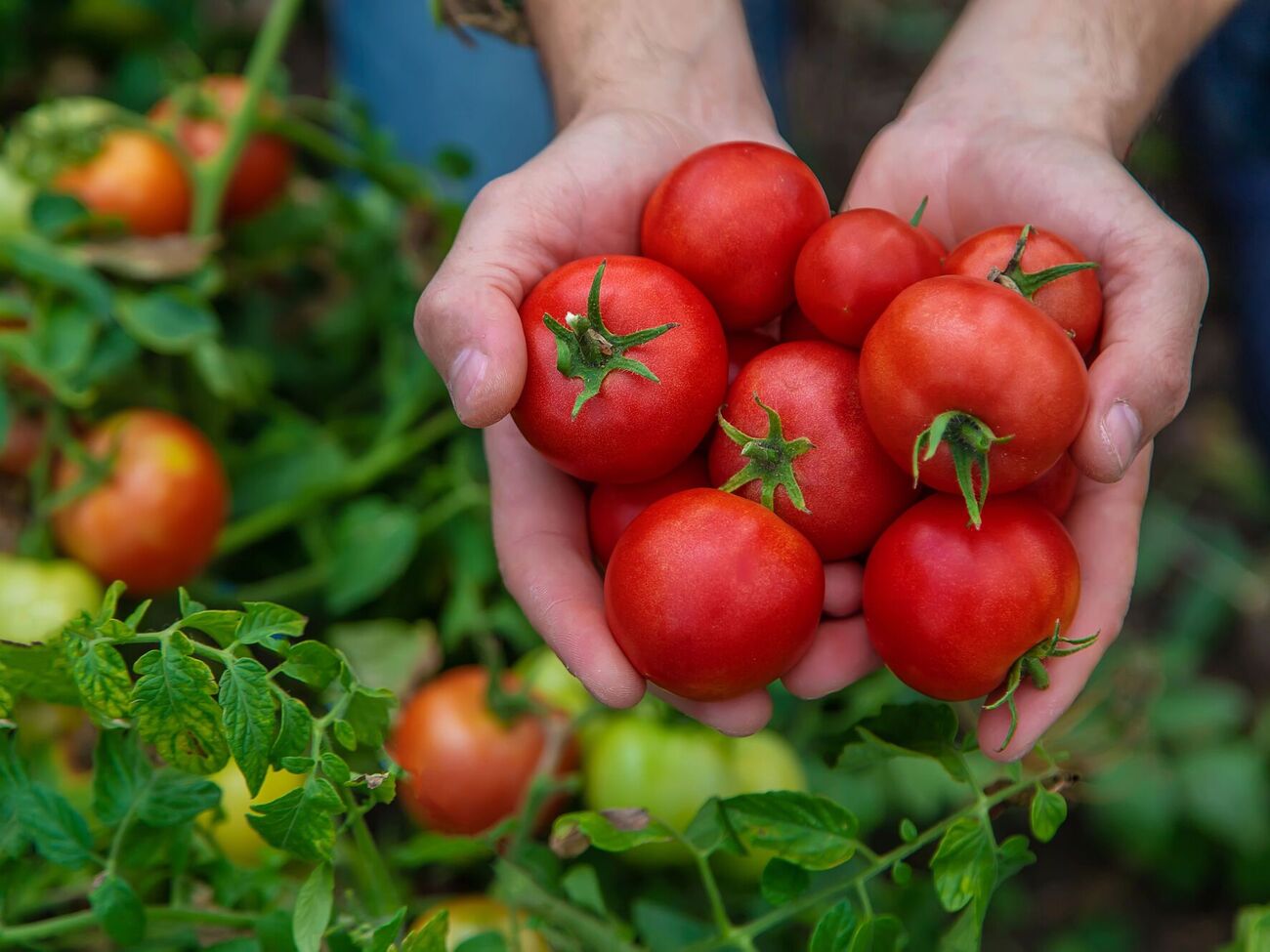 Низькорослі томати потребують особливого догляду