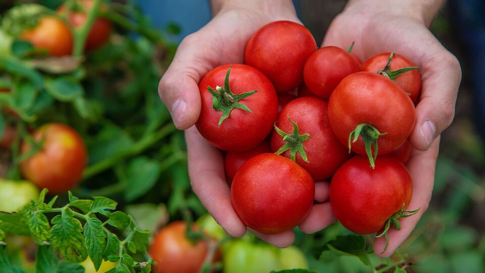 Низькорослі томати потребують особливого догляду