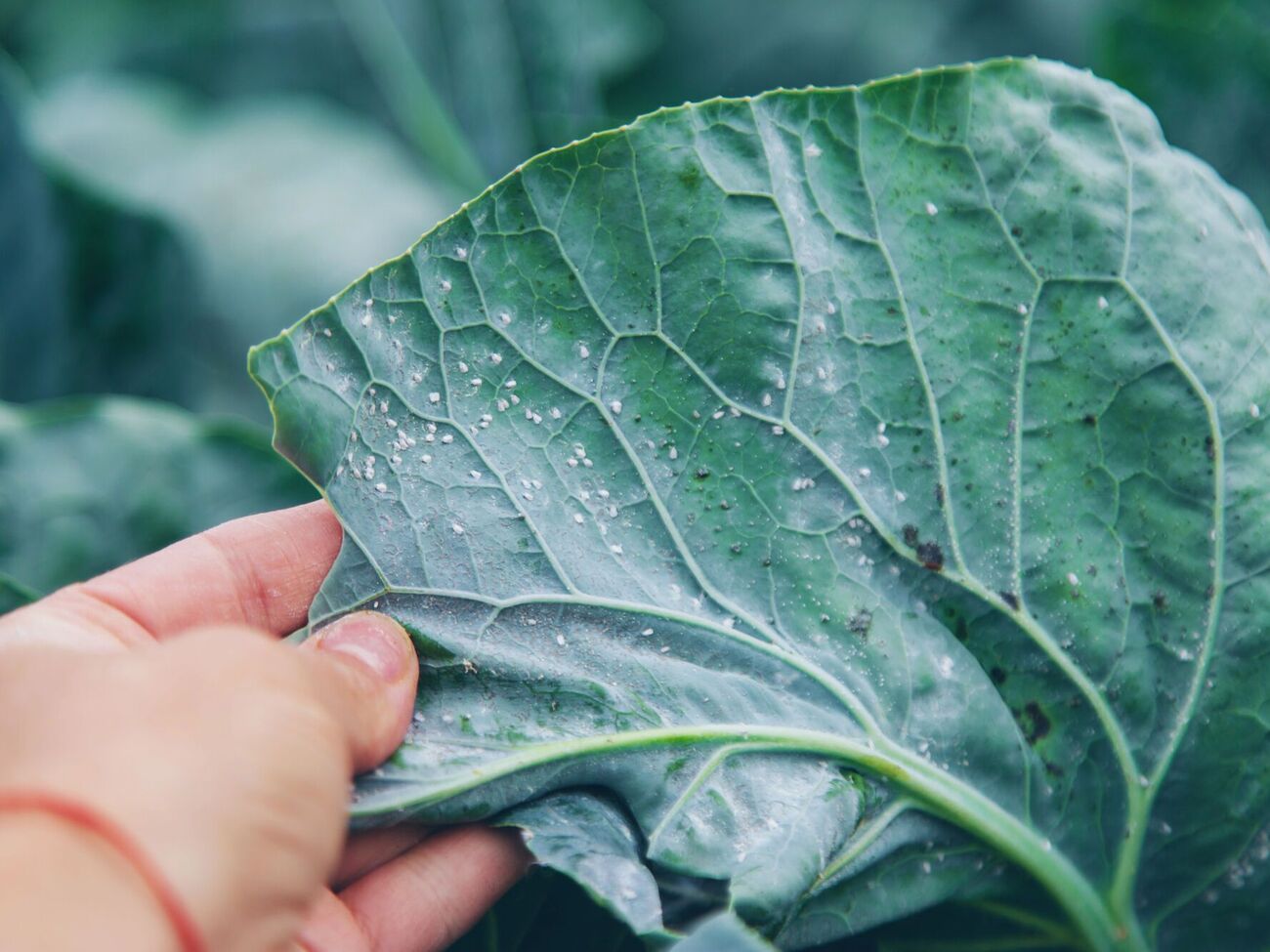 Ефективний засіб знищить дорослу білокрилку та її личинки