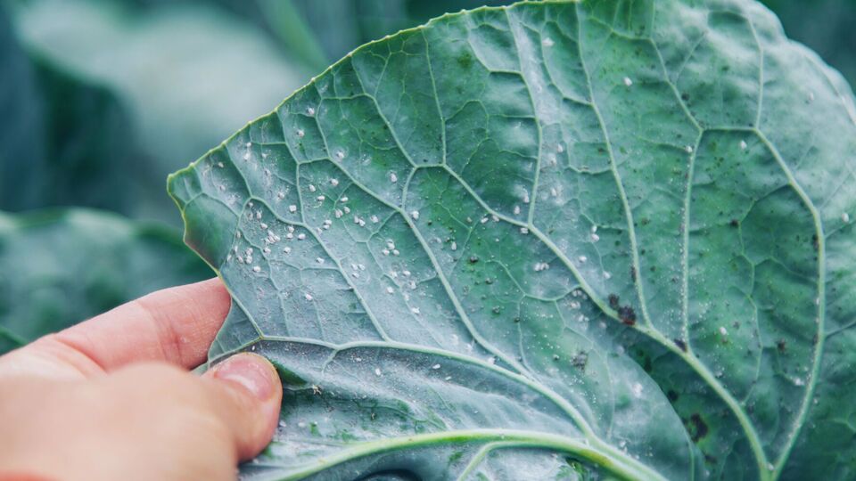 Эффективное средство уничтожит взрослую белокрылку и ее личинки