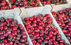 Якість черешень не завжди відповідає ціні