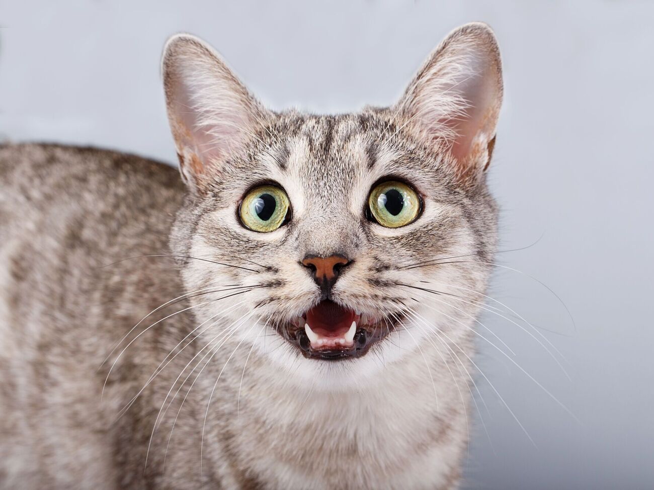 Ученые рассказали, что влияет на громкость голоса кошек