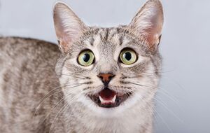 Ученые рассказали, что влияет на громкость голоса кошек