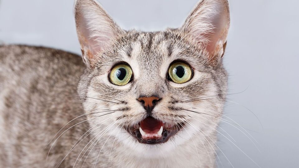 Ученые рассказали, что влияет на громкость голоса кошек