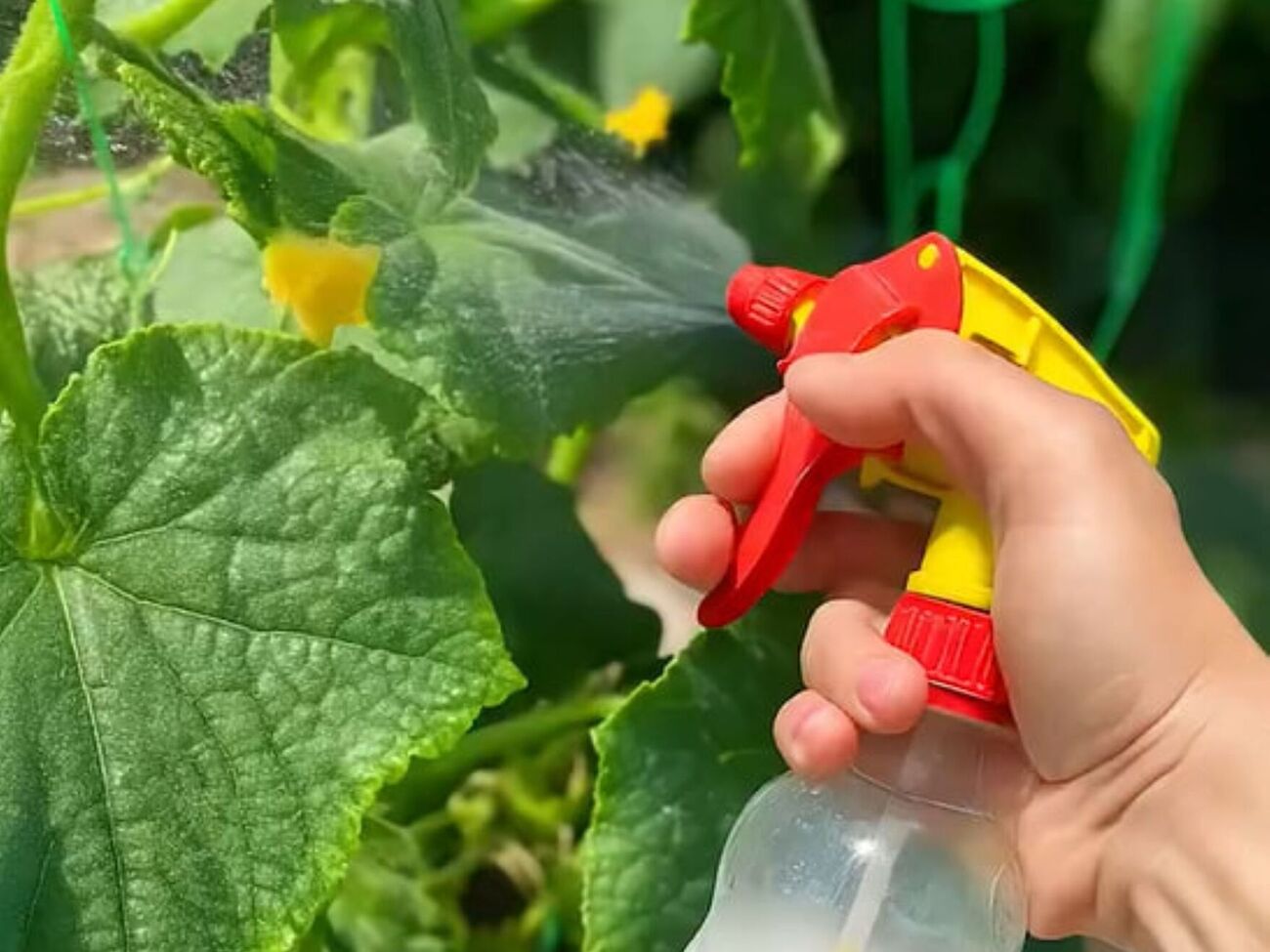 Для подкормки огурцов понадобится карбамид