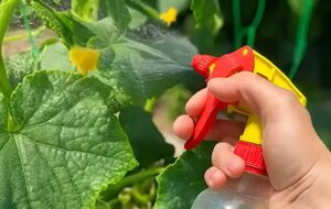 Для подкормки огурцов понадобится карбамид