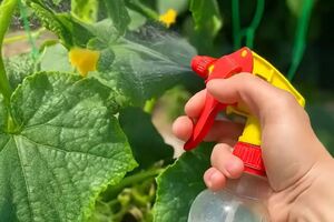 Для подкормки огурцов понадобится карбамид