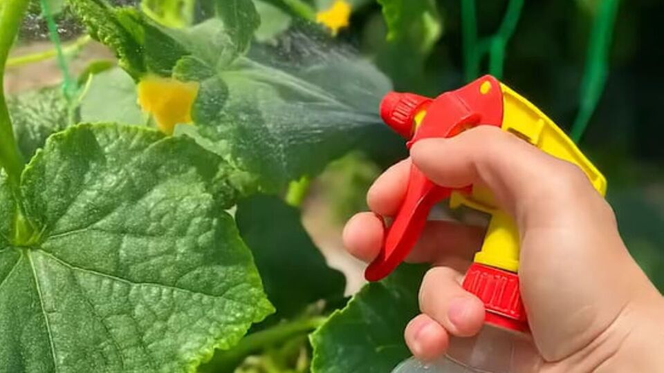 Для подкормки огурцов понадобится карбамид