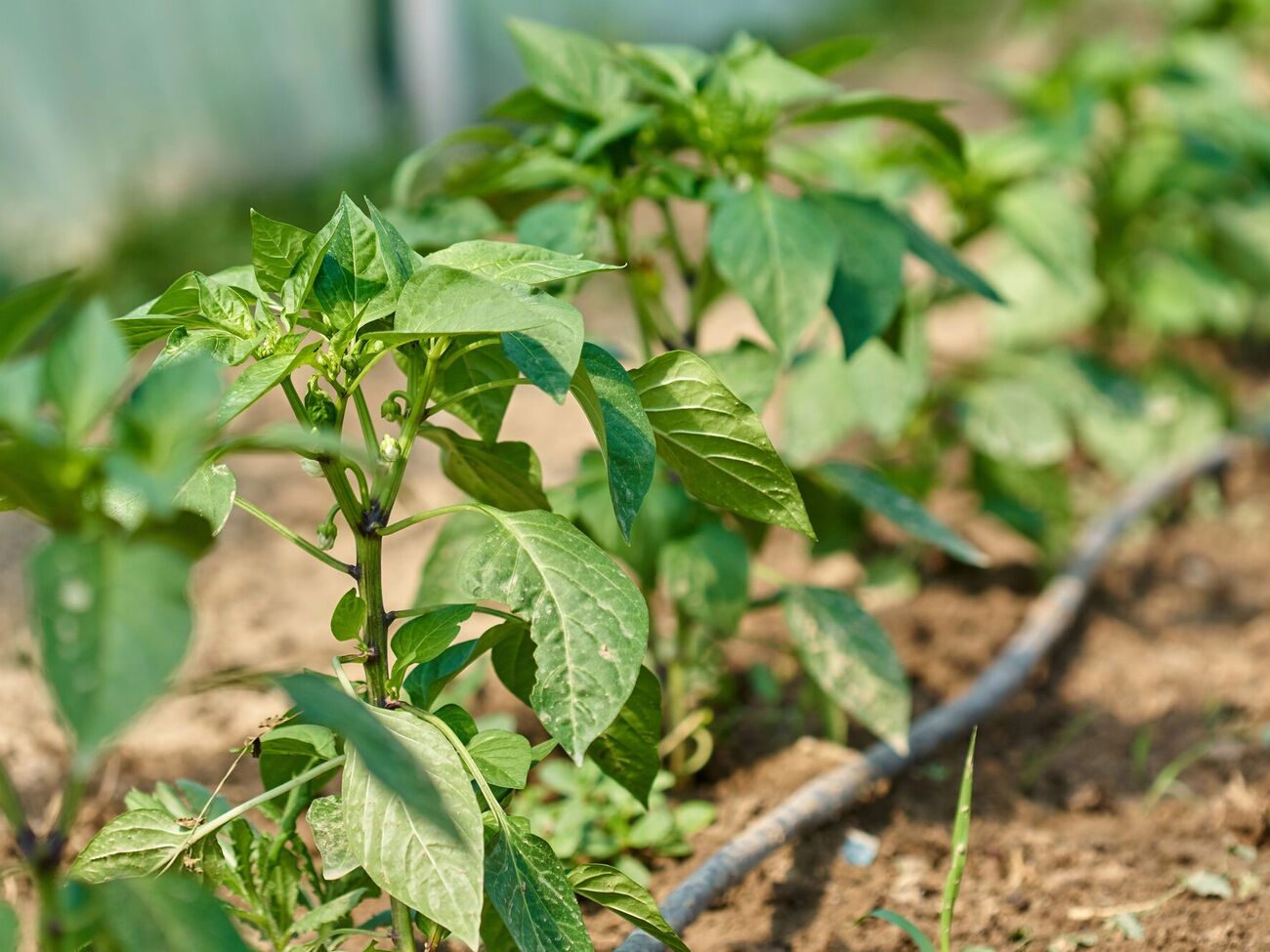 Огородник посоветовал обработать перец удобрением с большим содержанием азота