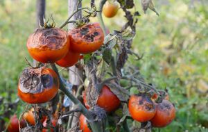 Біологічні препарати будуть діяти проти хвороб тільки тоді, коли немає дощів