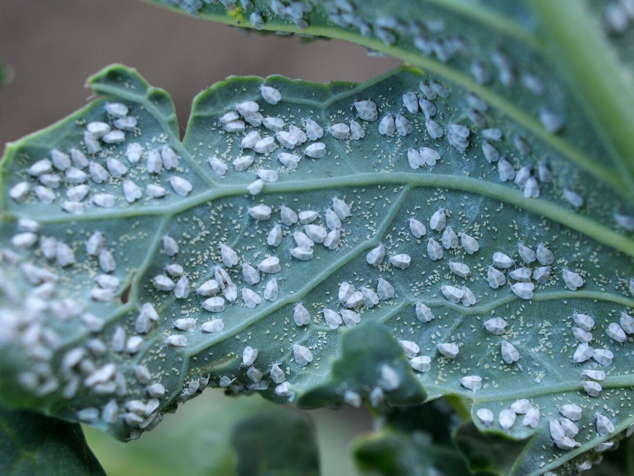 Огородница отметила, что лучше вырвать сорняки возле овощей