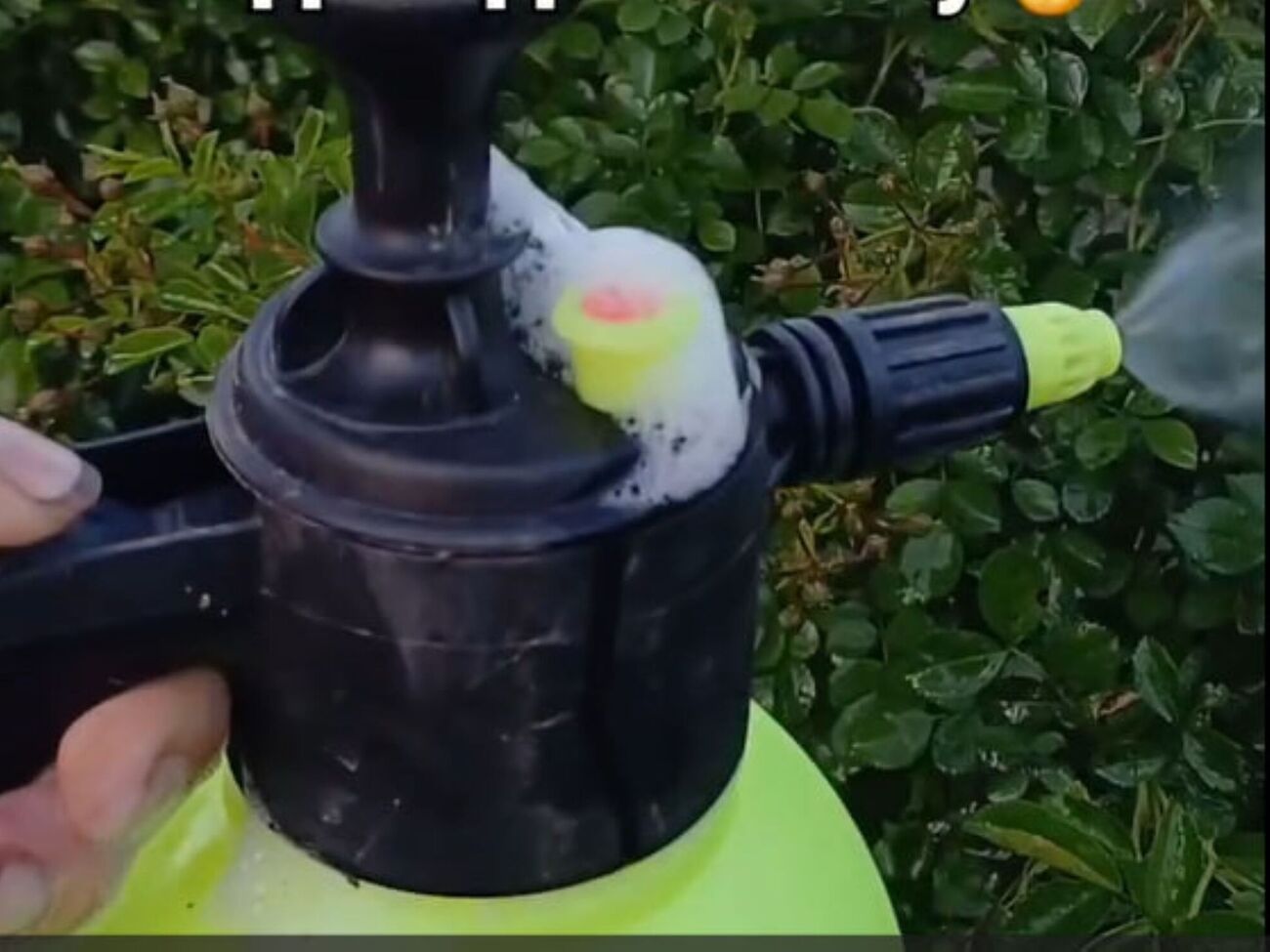 Избавиться от мучнистой росы поможет сода