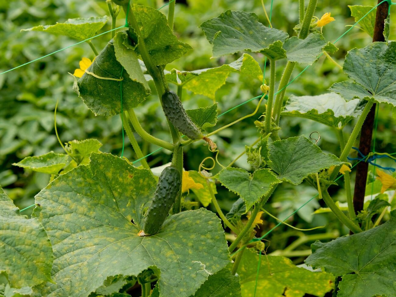 Автор каналу радить не обкопувати ґрунт навколо коріння огірків