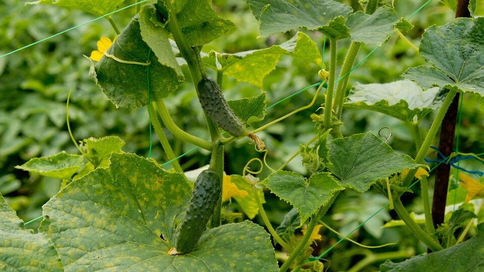 Автор каналу радить не обкопувати ґрунт навколо коріння огірків