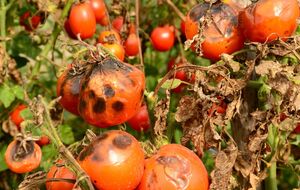 Для кращого росту обов'язково обірвіть пасинки