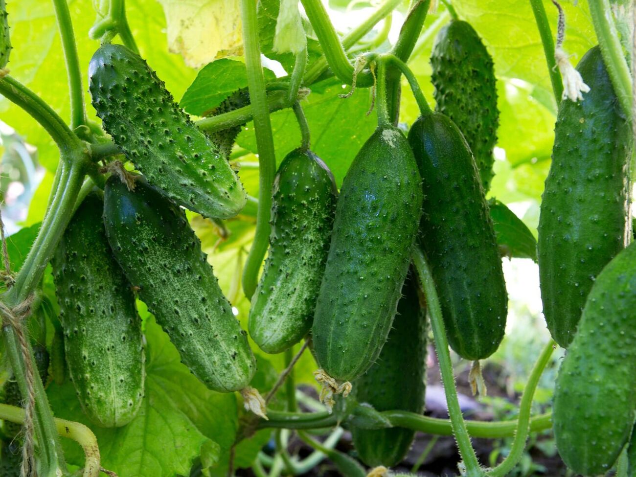 Калійне добриво допоможе швидше набрати огірку вагу