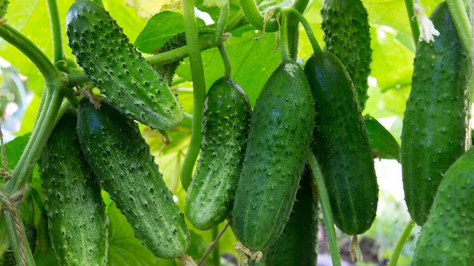 Калійне добриво допоможе швидше набрати огірку вагу
