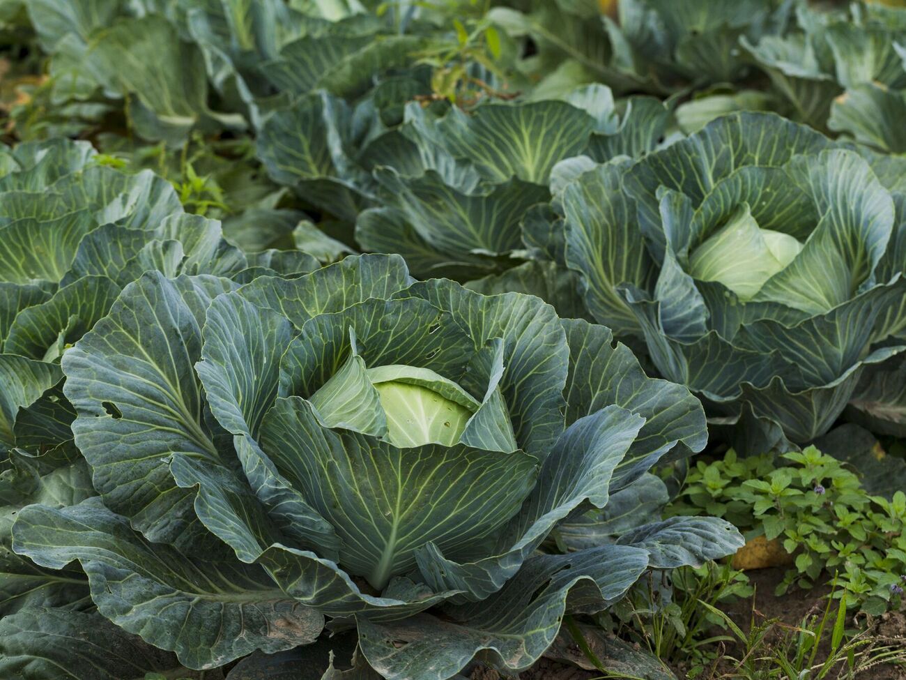 Для борьбы с капустной молью понадобятся два инсектицида