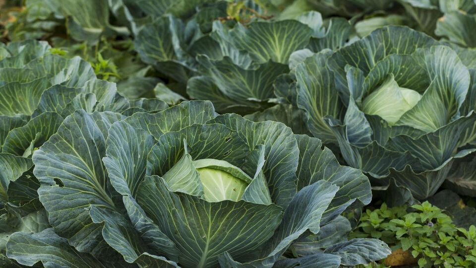 Для борьбы с капустной молью понадобятся два инсектицида