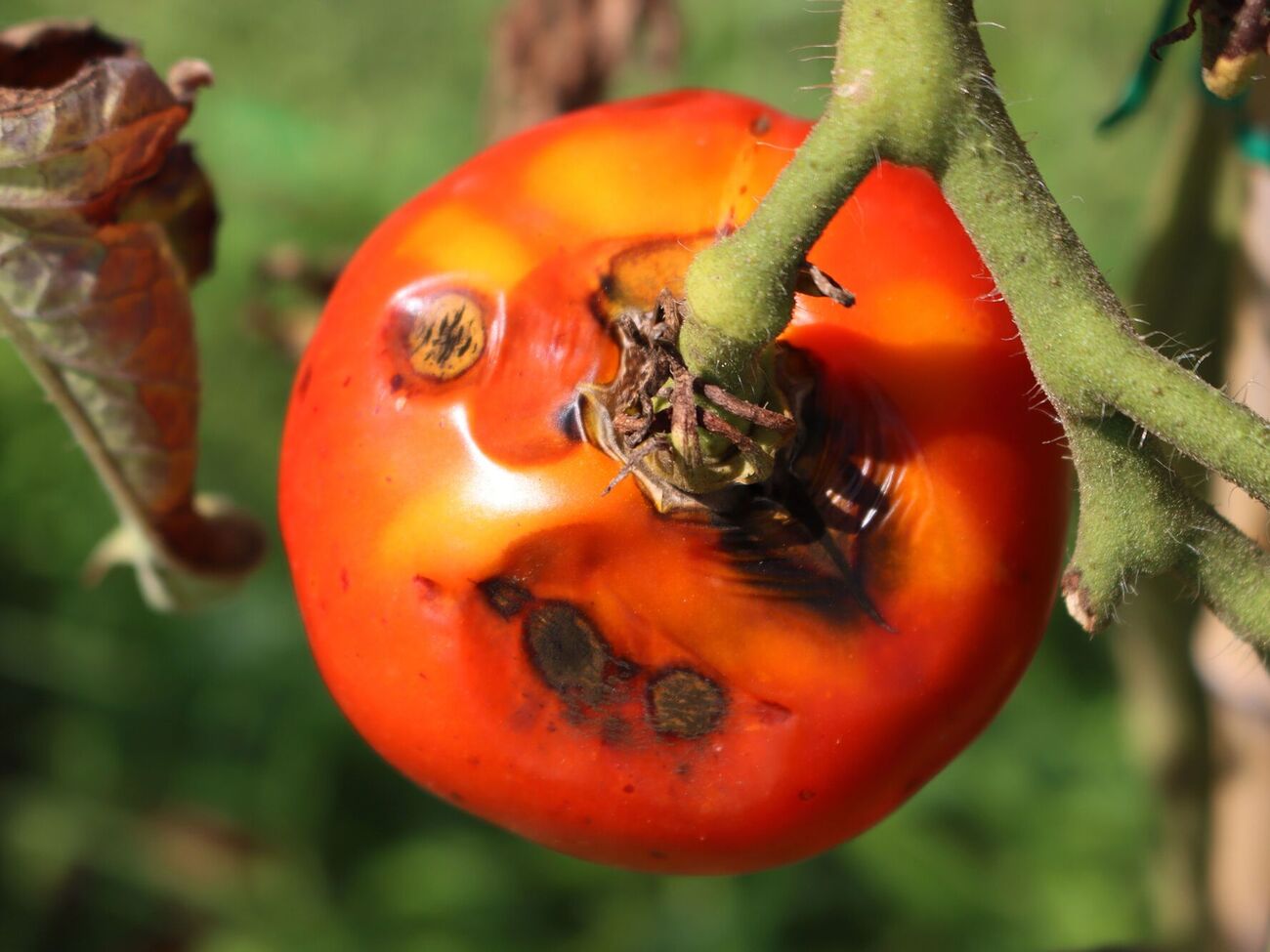 Древесную золу применяют в три этапа