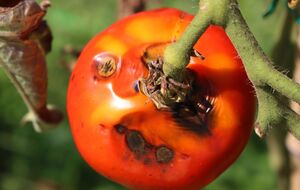 Деревну золу застосовують за три етапи