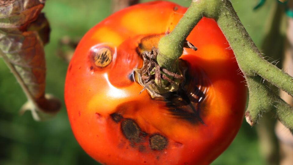 Древесную золу применяют в три этапа