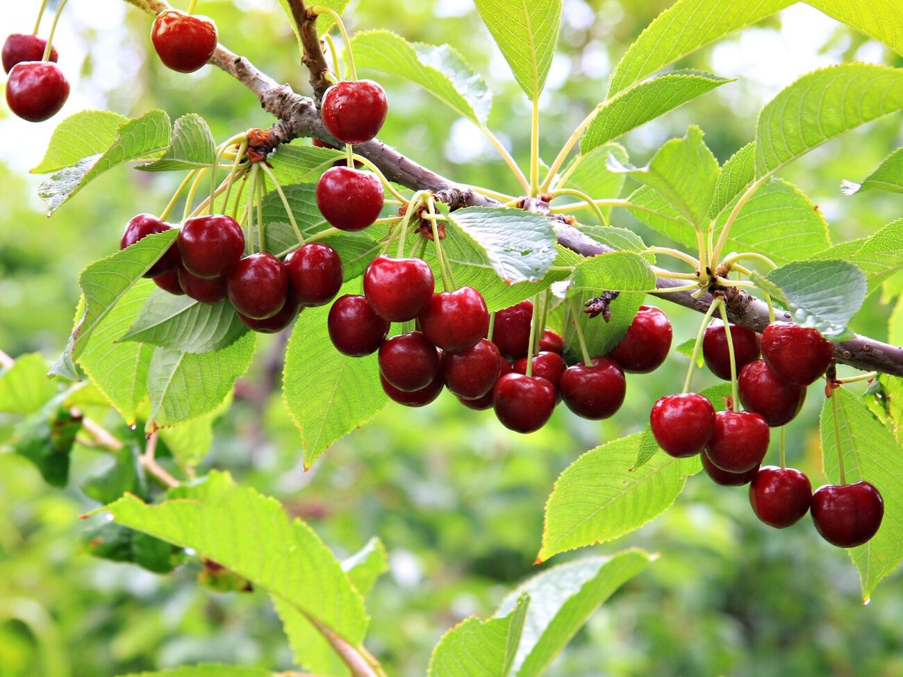 Для отпугивания скворцов от черешни также можно использовать компьютерные диски