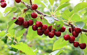 Для отпугивания скворцов от черешни также можно использовать компьютерные диски