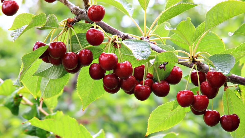 Для отпугивания скворцов от черешни также можно использовать компьютерные диски