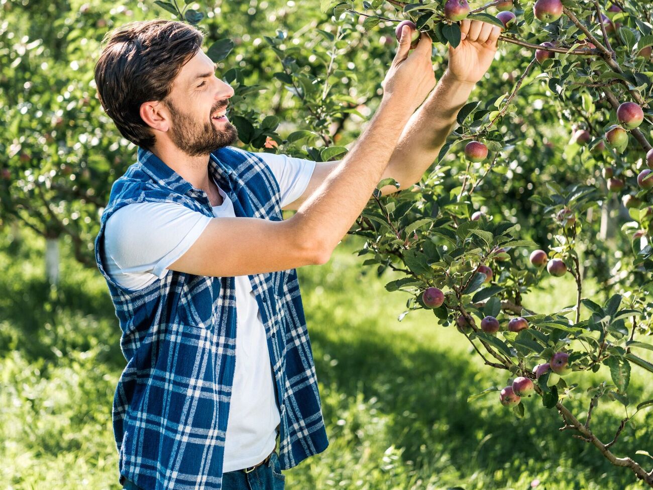 Ефект від якісного оброблення дерев тримається три тижні