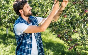 Ефект від якісного оброблення дерев тримається три тижні