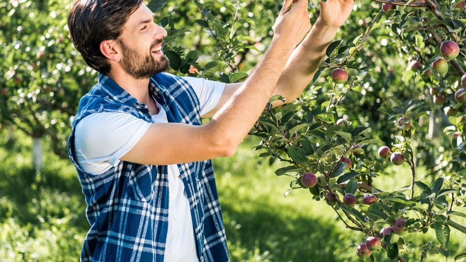 Эффект от качественной обработки деревьев держится три недели